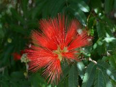 183 D35 PARC OLBIUS RIQUIER A HYERES_000032